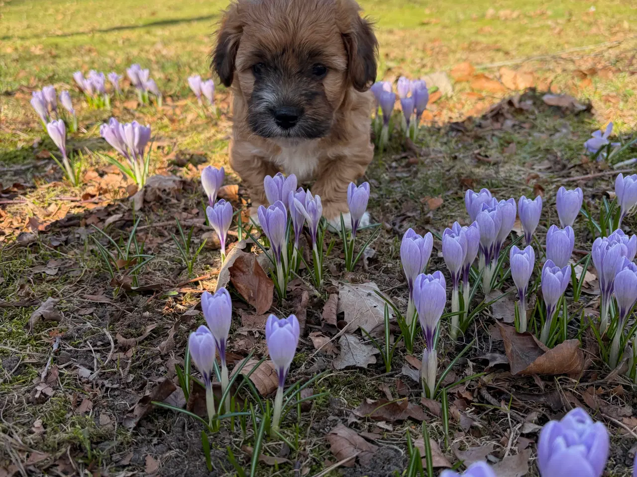 Billede 2 - Bichon havanise og Coton de Tulear blanding 