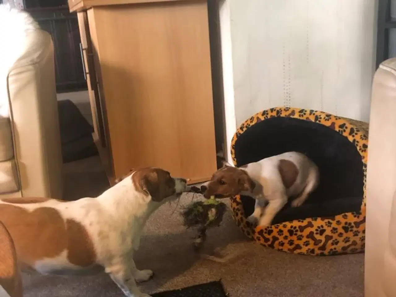 Billede 5 - Jack Russell Han 1 år - DKK stamtavle 