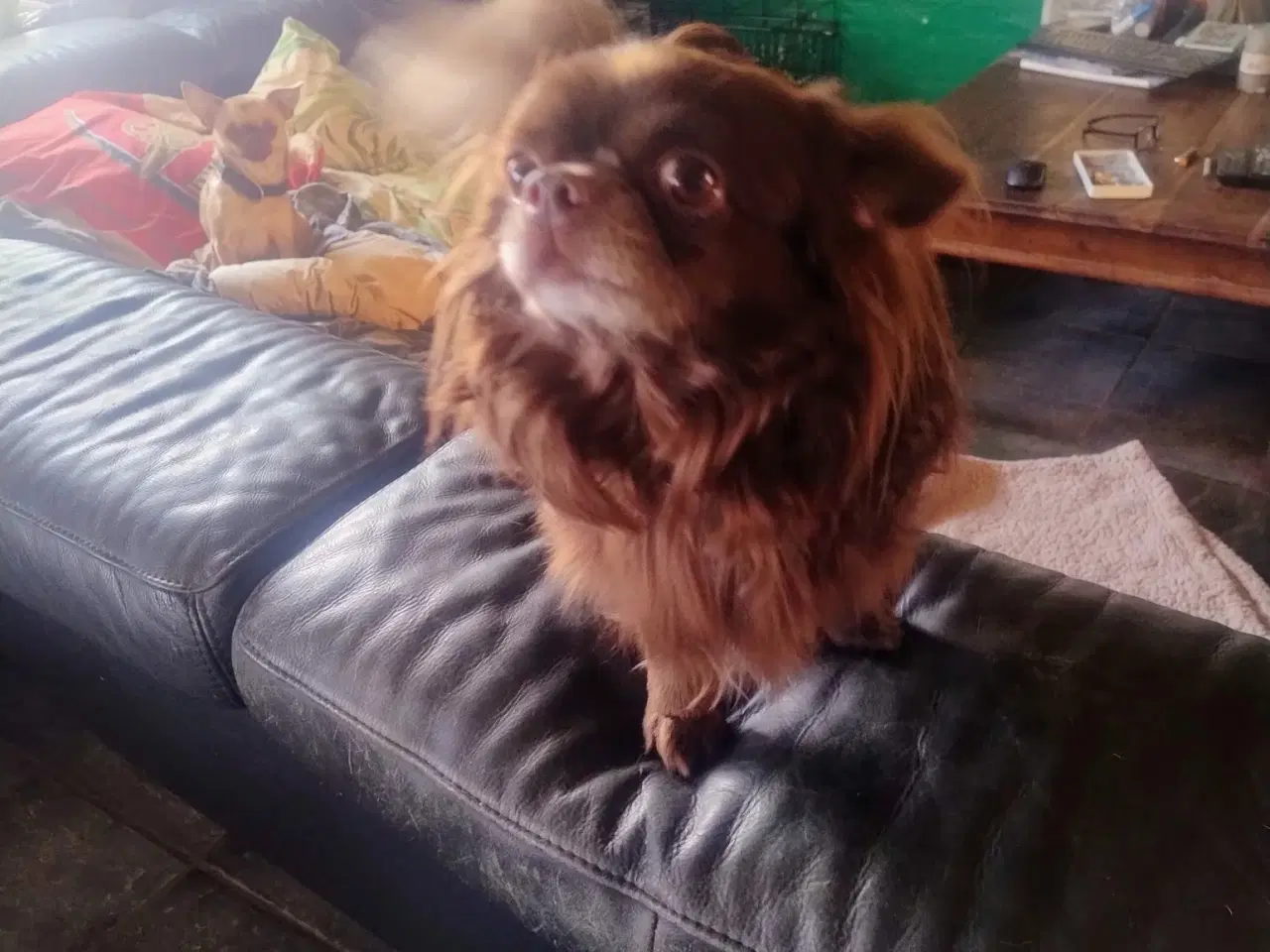 Billede 2 - se her chihuahua lh