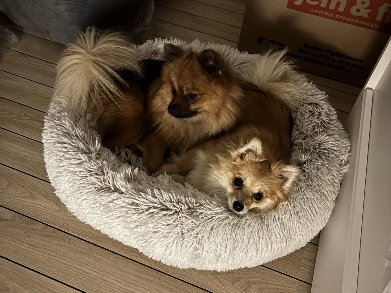 Billede 5 - Walter – Pomeranian han tilbydes til avl