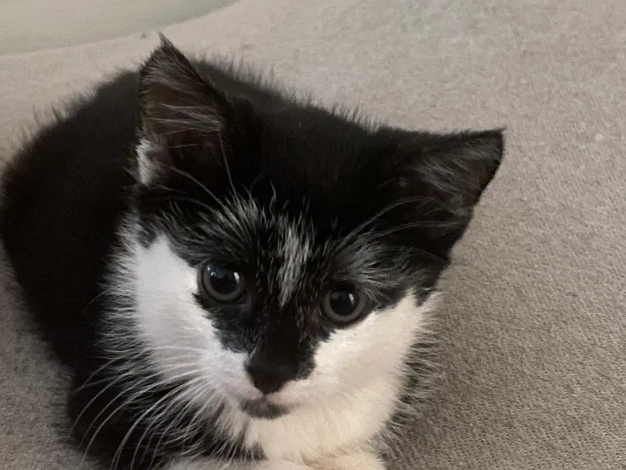 Billede 1 - Katte killinger