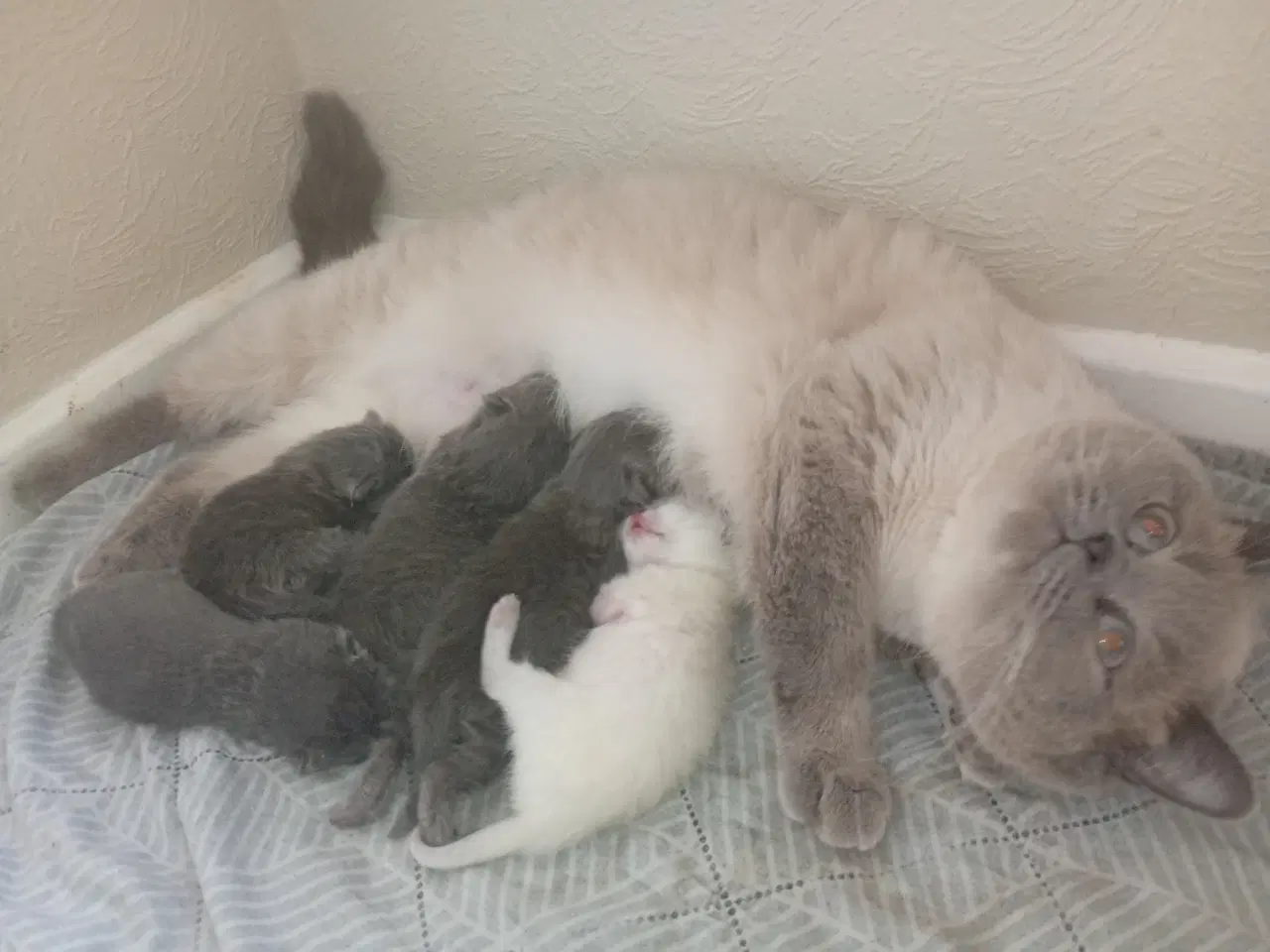 Billede 13 - British shorthair pige - RESERVERET