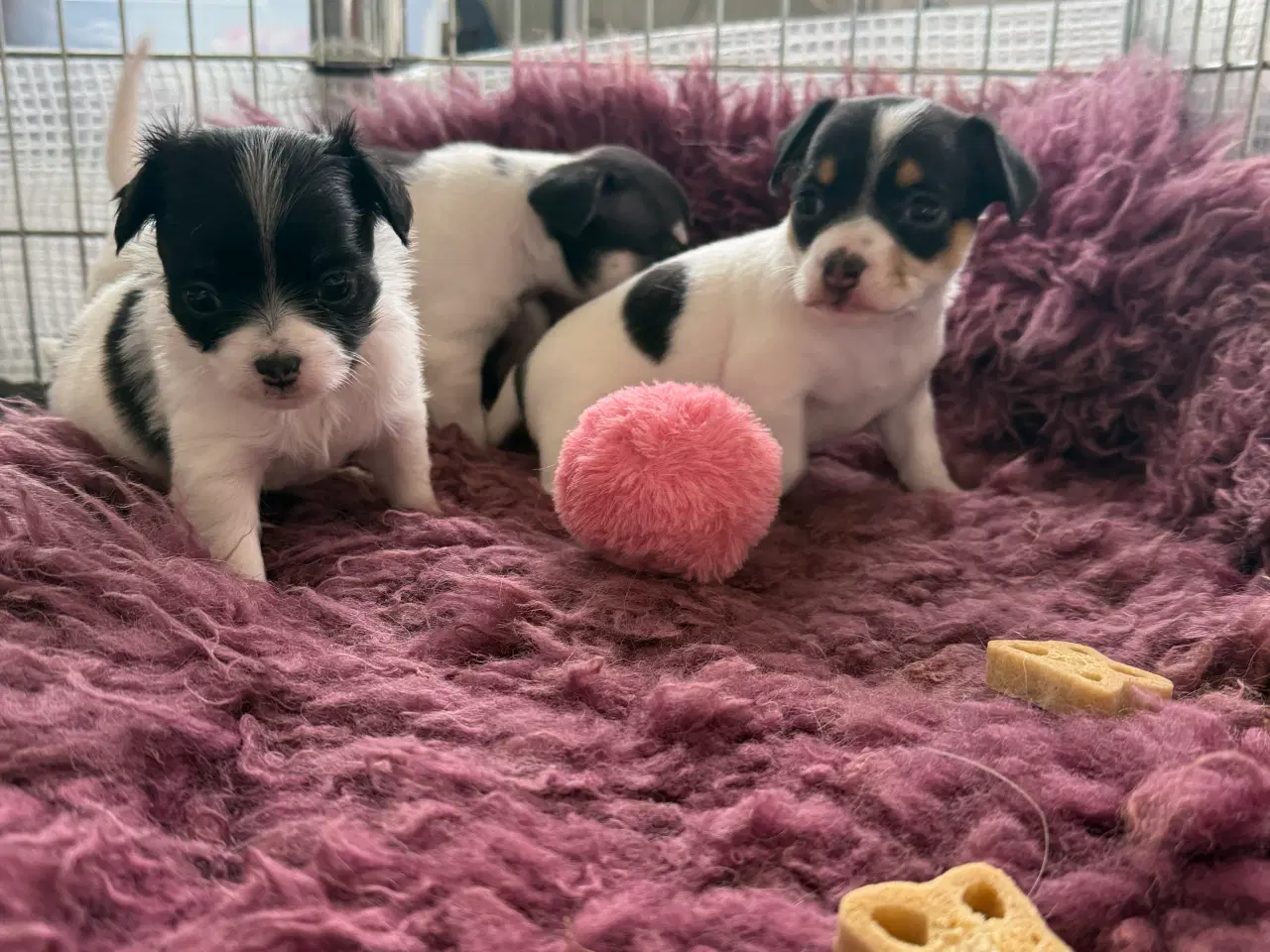 Billede 5 - Mini Chihuahua