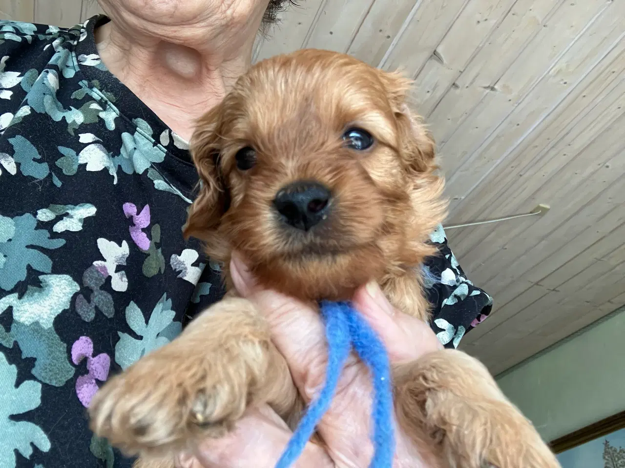 Billede 2 - Cavapoo f2 kennel malekits