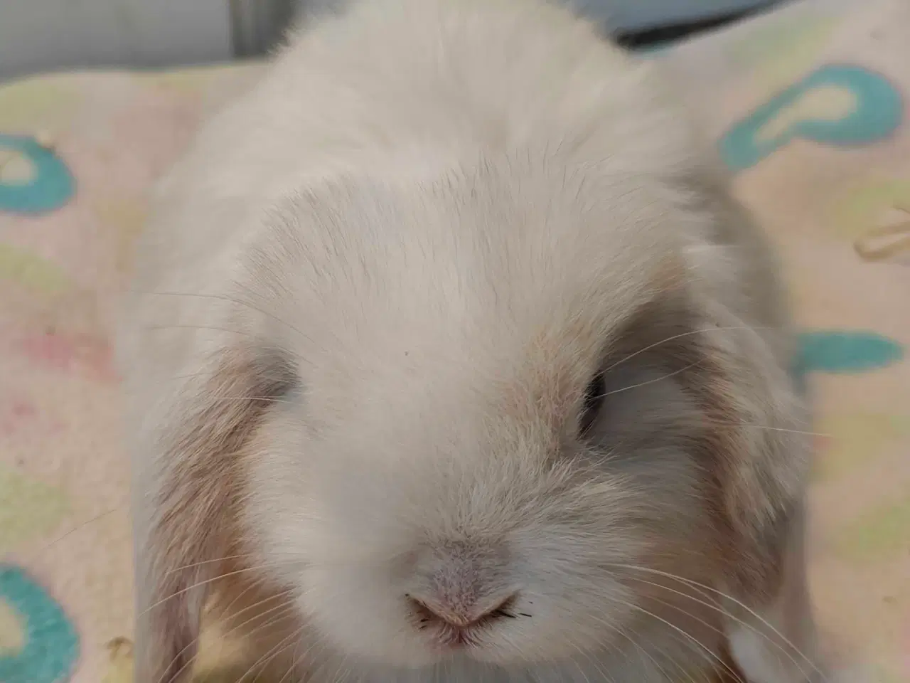 Billede 17 - Minilop