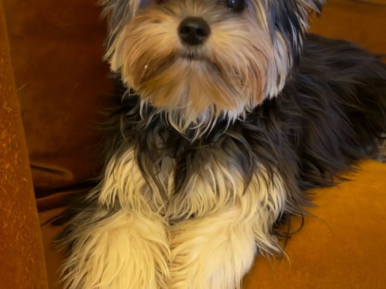 Billede 15 - Yorkshire terrier/Chihuahua