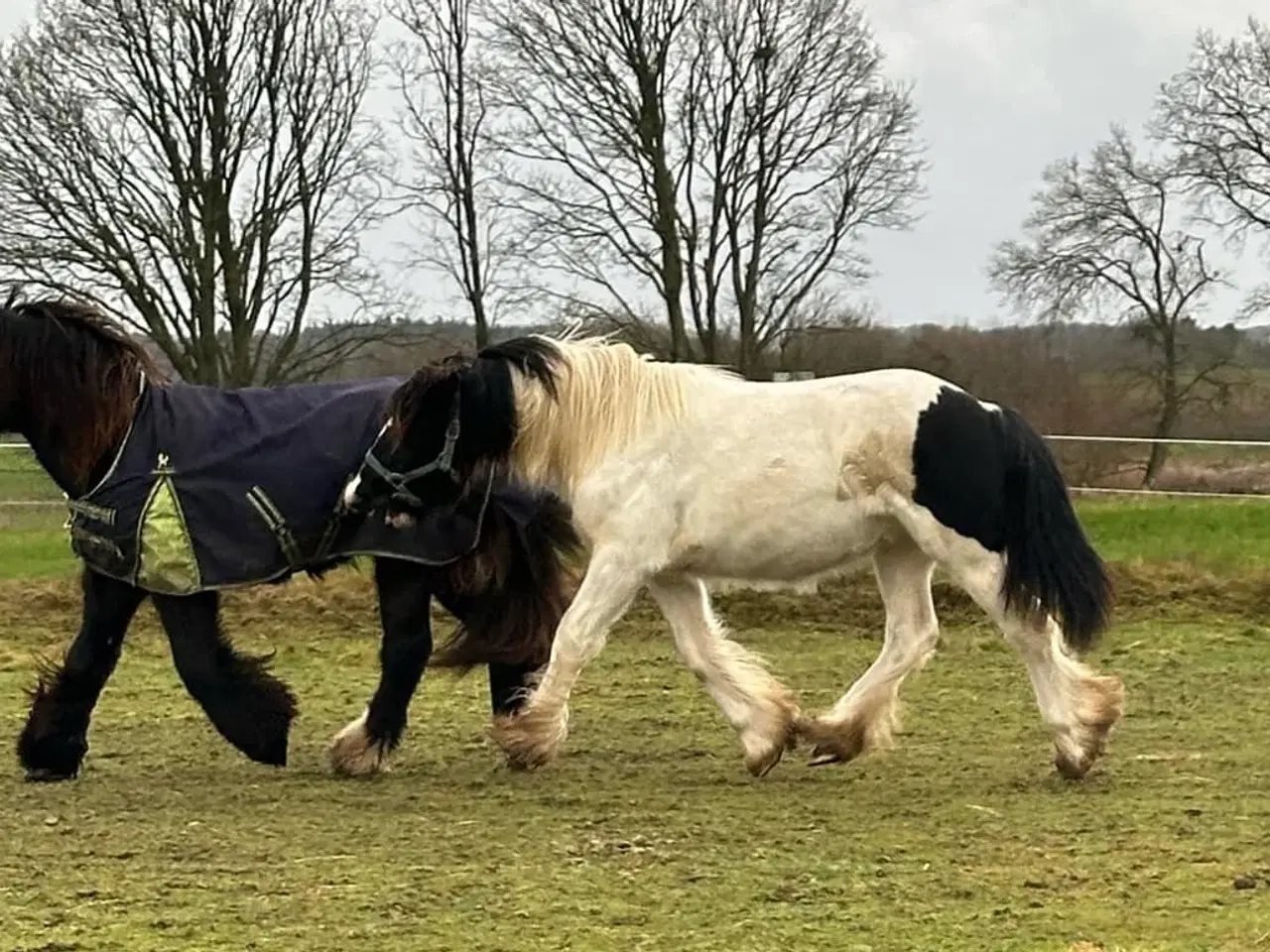 Billede 8 - Sød ung hingst byttes evt til anden hest/pony