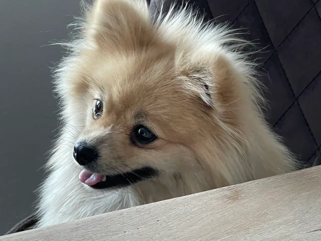 Billede 7 - Mini Pomeranian 