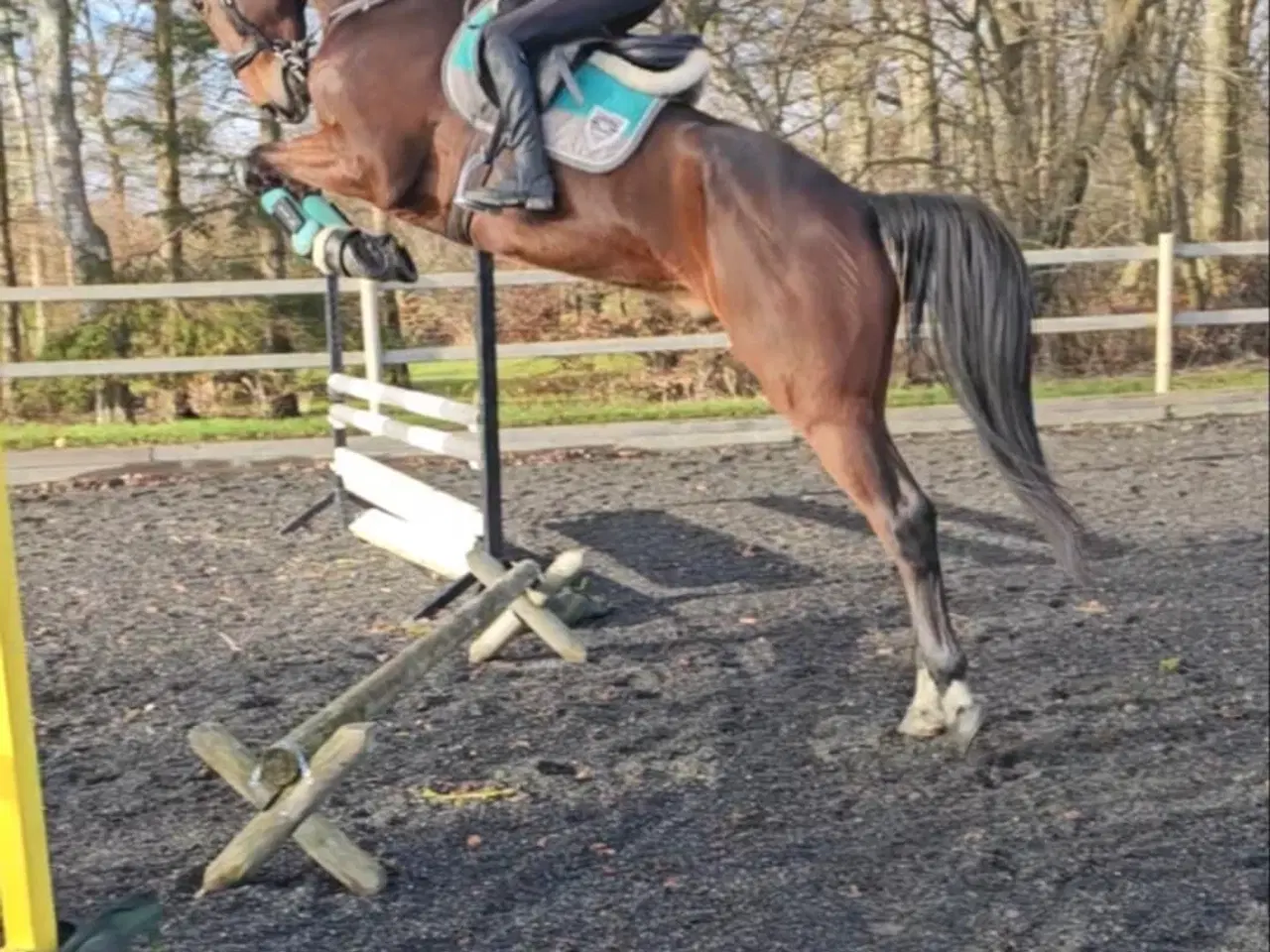 Billede 5 - Lilla Regn (Rain)