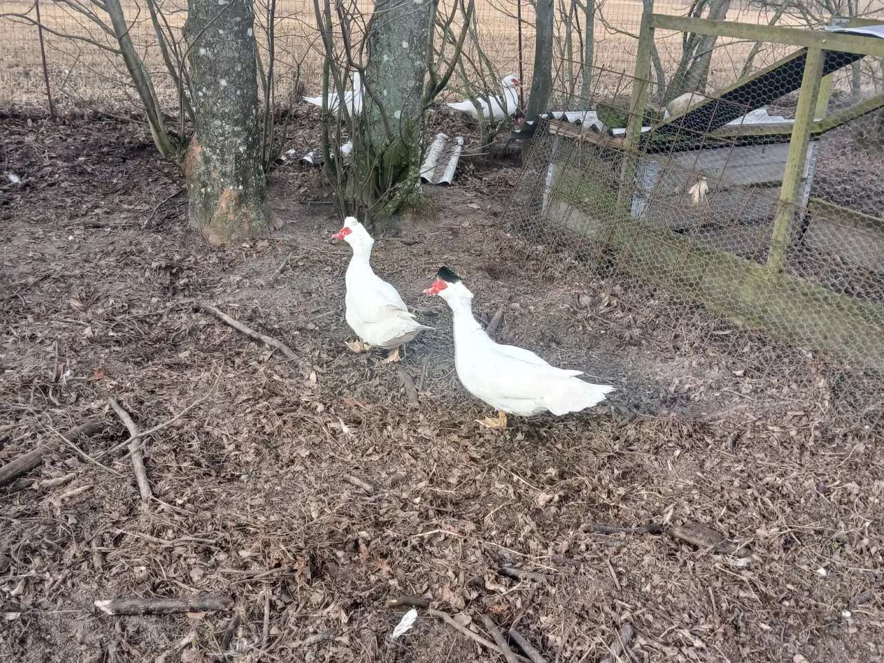 Billede 1 - Moskusandrik