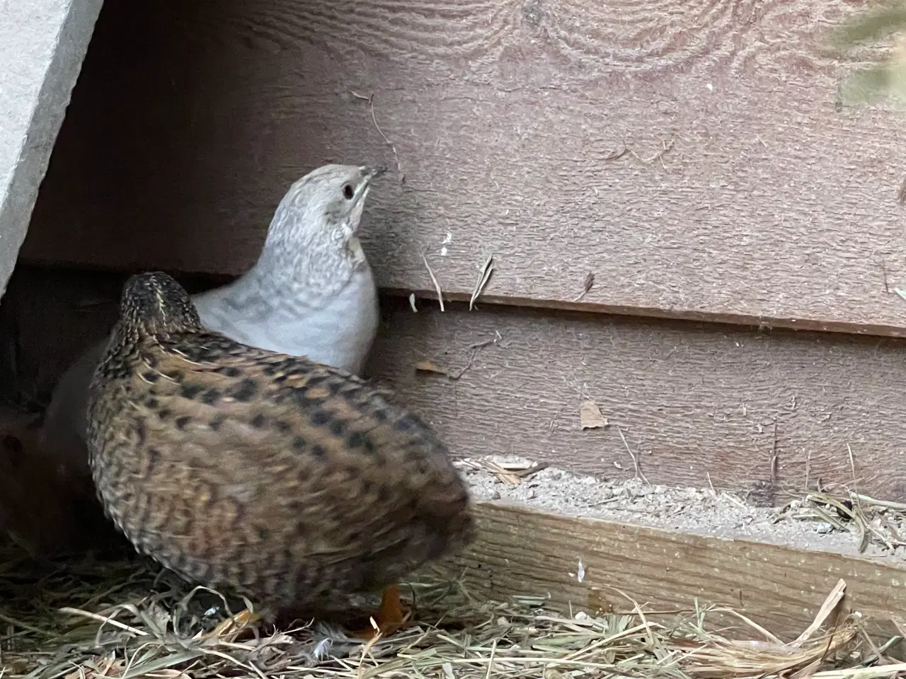 Billede 1 - Kinesiske Dværgvagtler