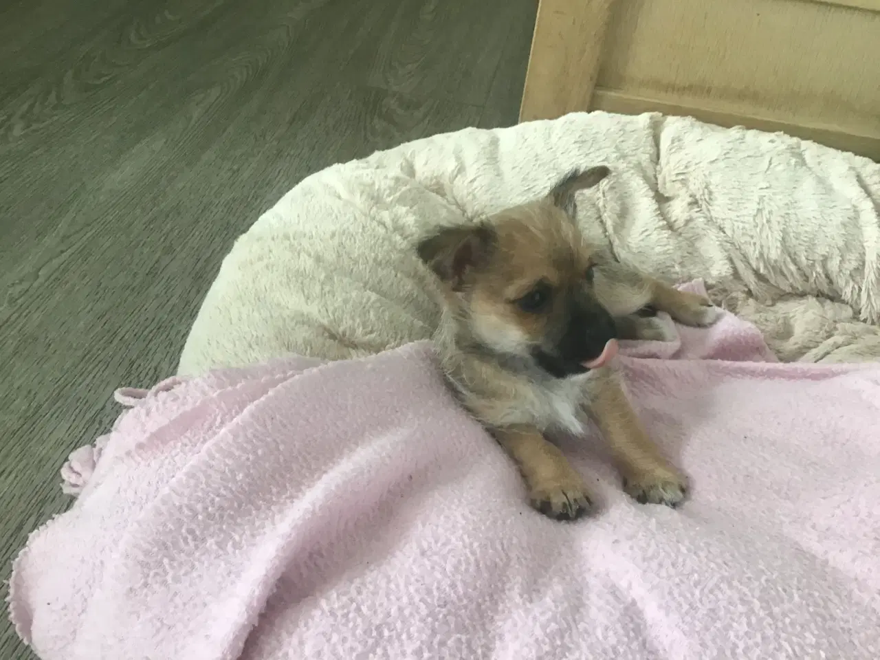 Billede 8 - Chihuahua blanding 