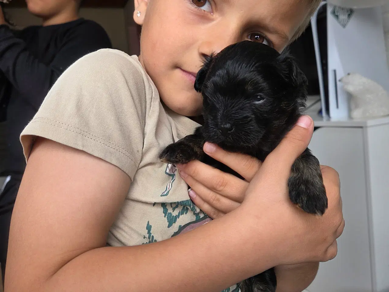 Billede 5 - Bichon havanais hvalpe