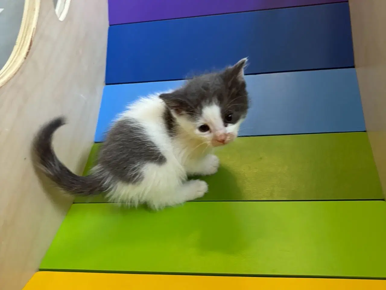 Billede 3 - Kattekillinger