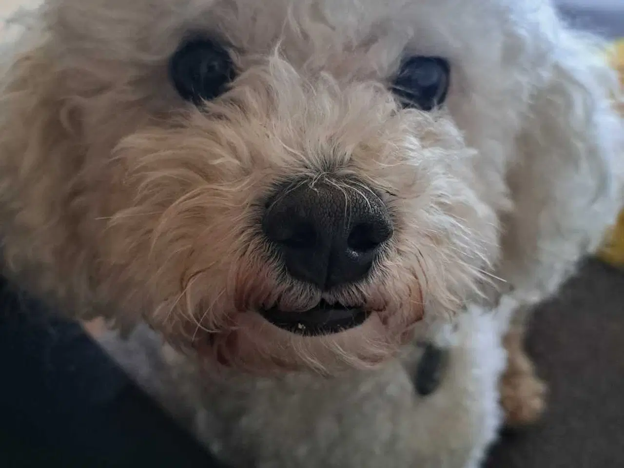 Billede 2 - Tilbyder til parring bichon frise 