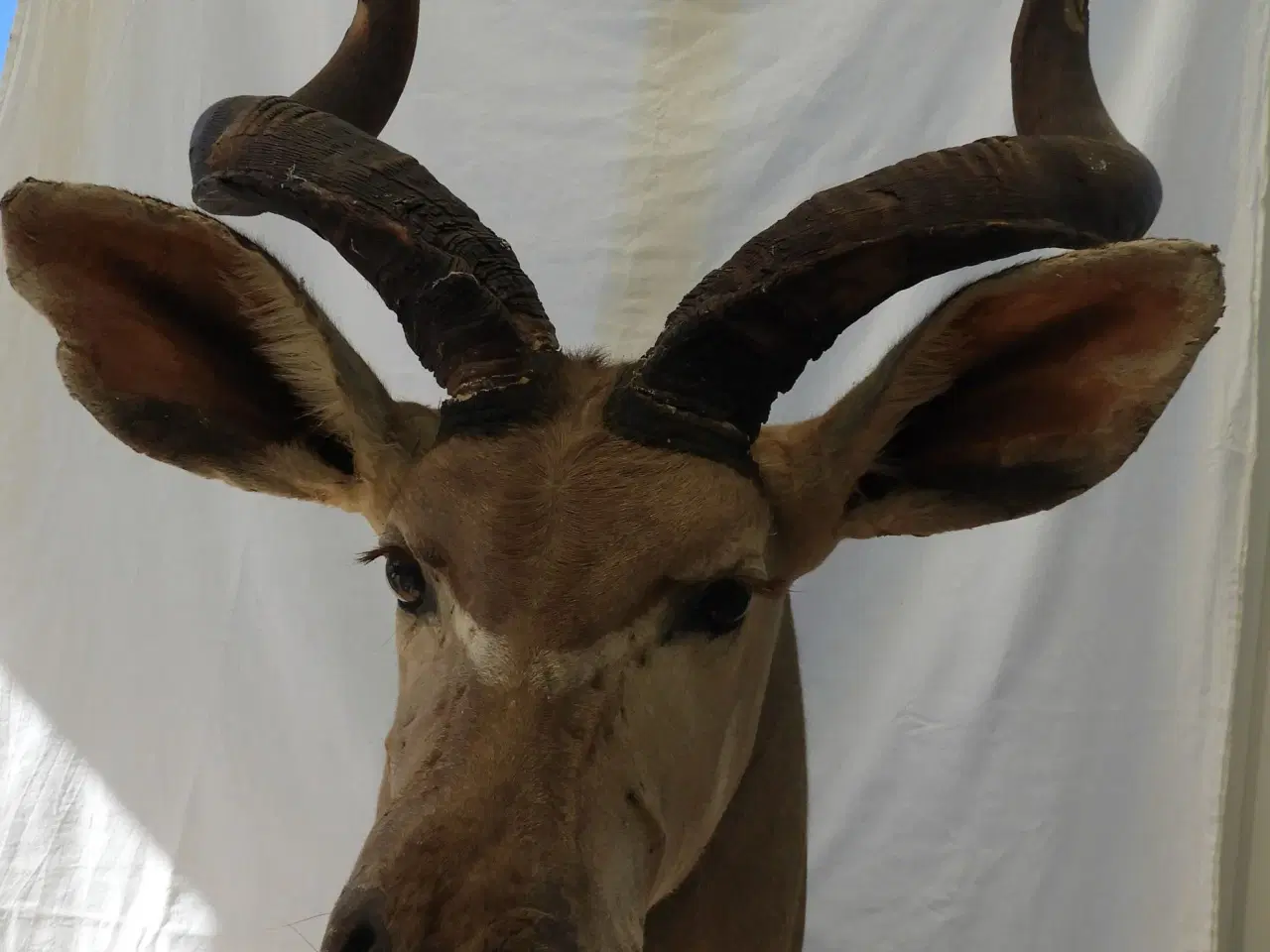 Billede 1 - Jagttrofæ Greater Kudu