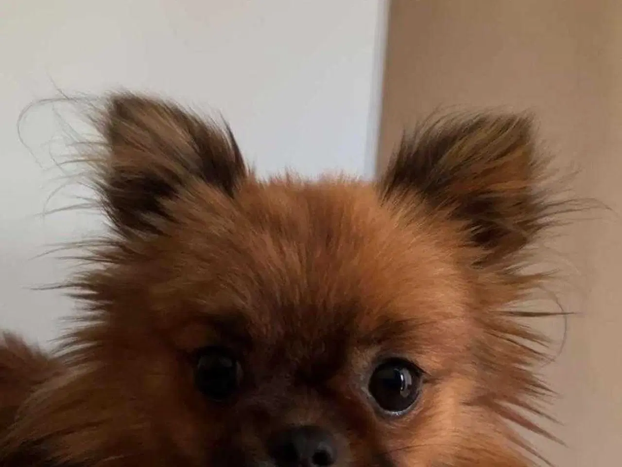 Billede 6 - Pomeranian han hund 