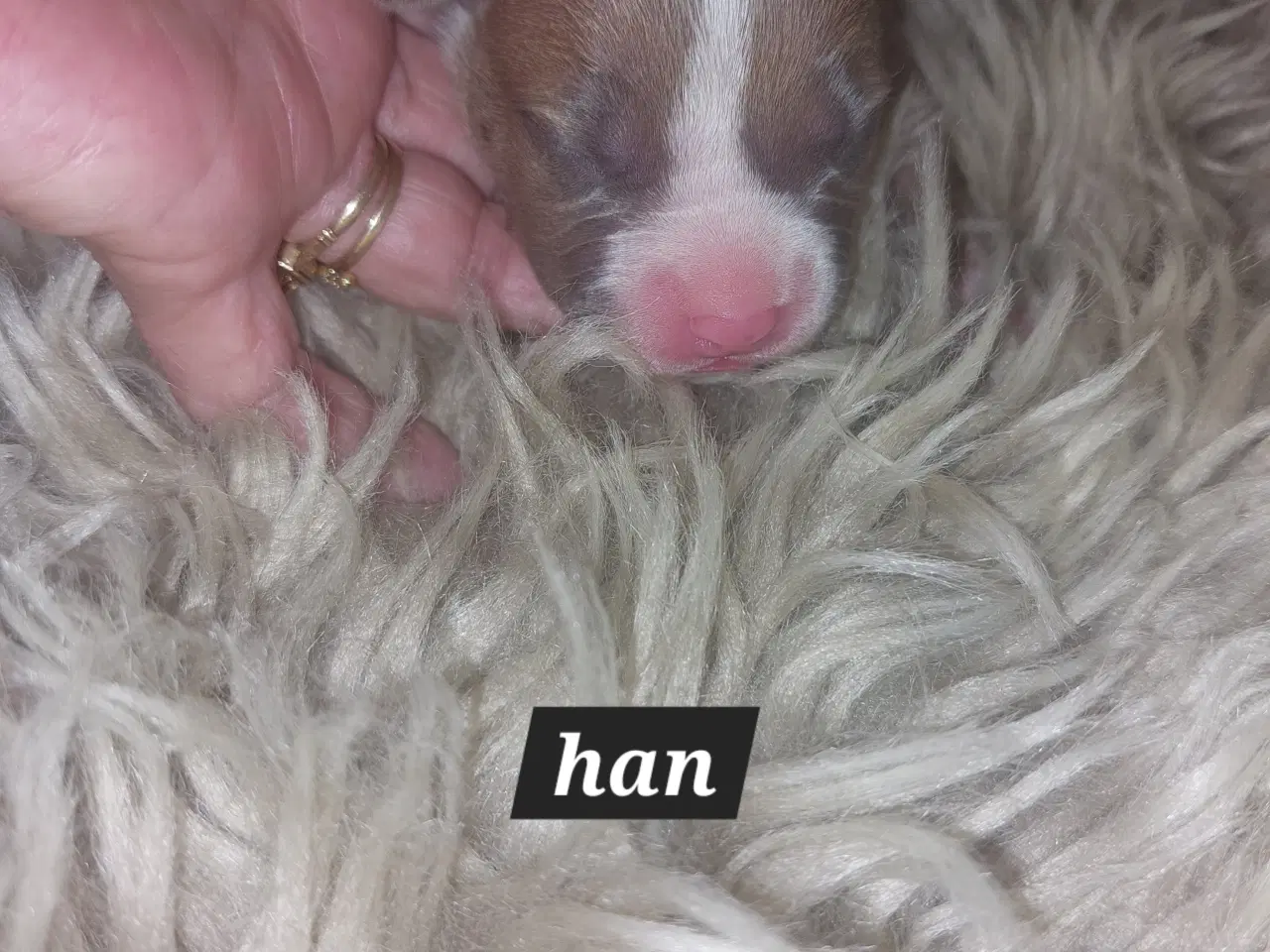 Billede 17 - American bully hvalpe 