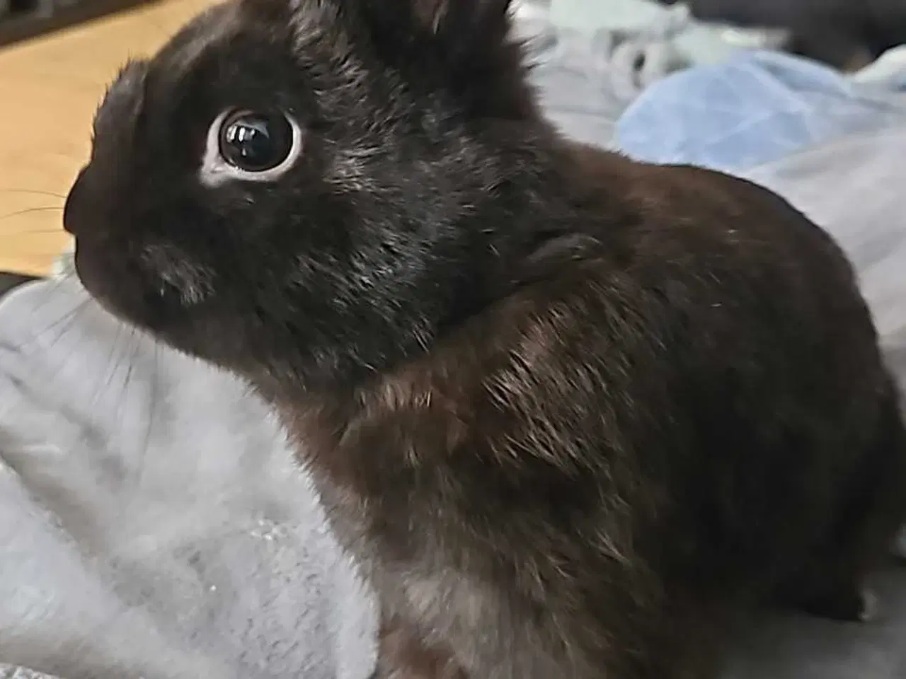 Billede 3 - 2 kaniner han og hun