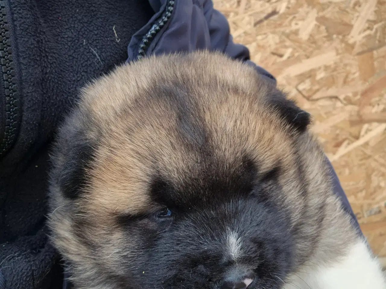 Billede 5 - Hundehvalpe American Akita