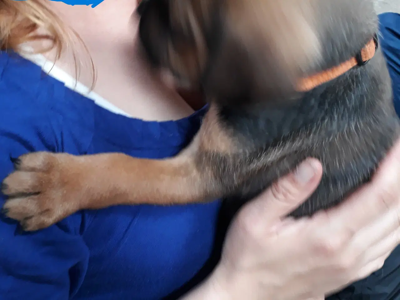 Billede 10 - Hvalpe. Søger ny hjem. Cane Corso / Rottweiler