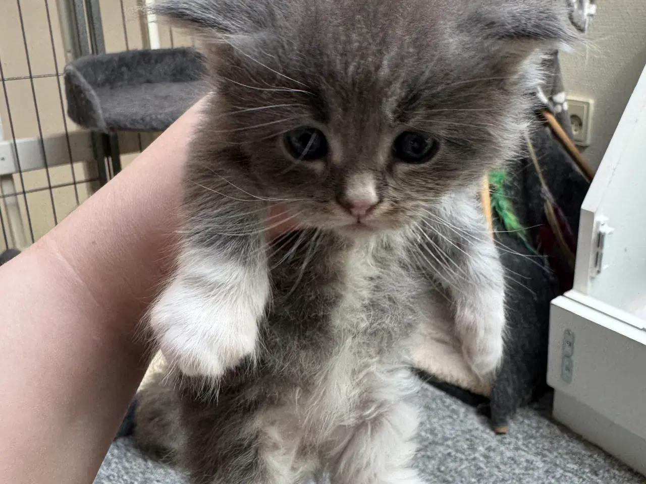 Billede 9 - Maine Coon hankilling sælges