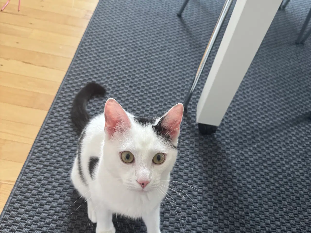 Billede 3 - Ung hankat på 10 mdr søger hjem.