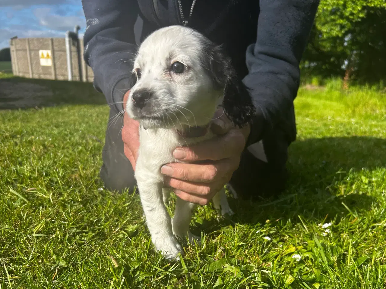 Billede 2 - FT Cocker spaniel