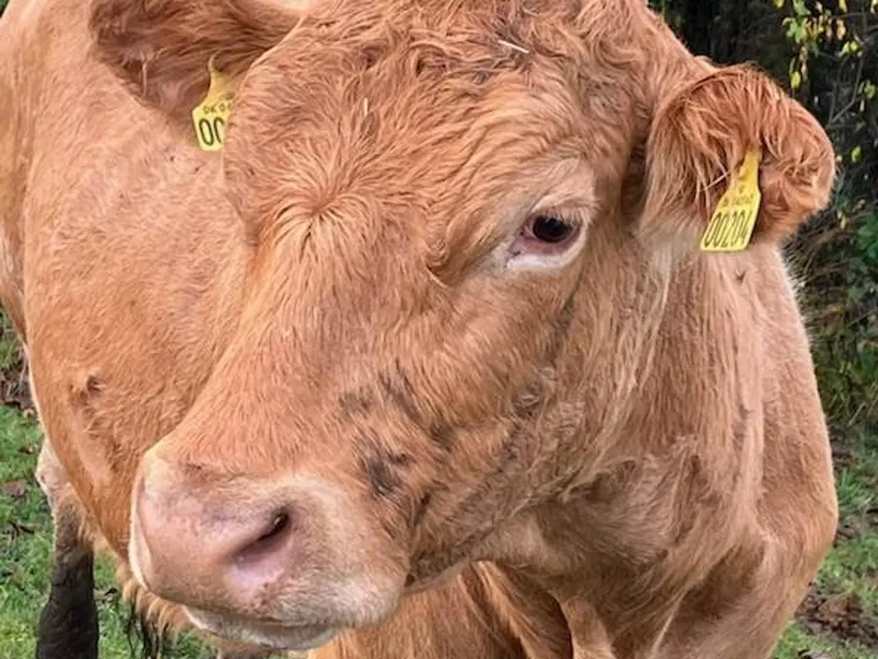 Billede 2 - køer sælges