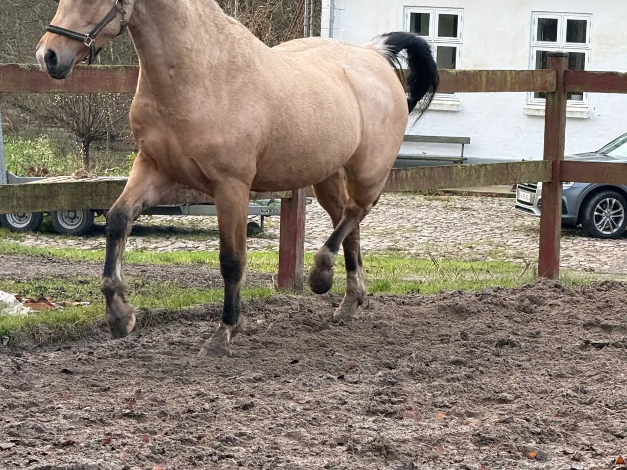 Billede 3 - Spirit hest sælges🐴