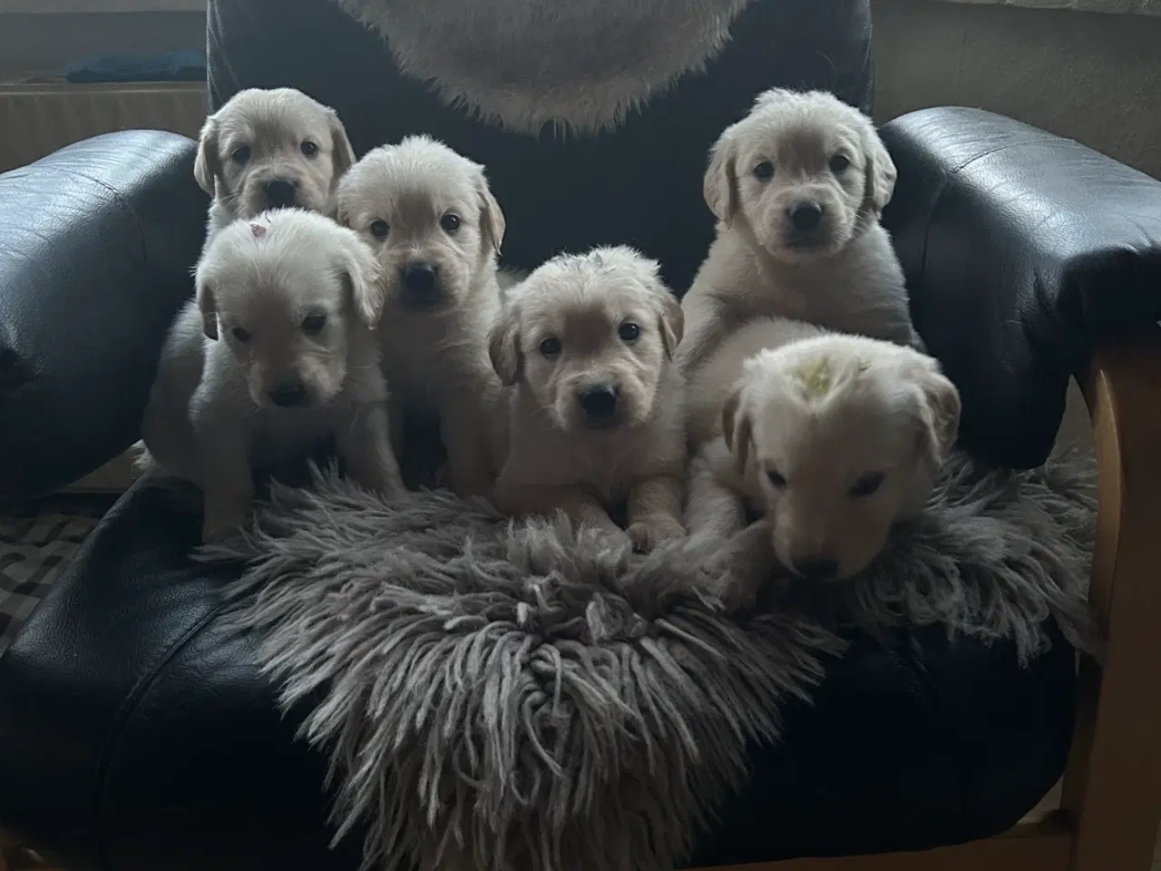 Billede 2 - Golden retriever hvalpe