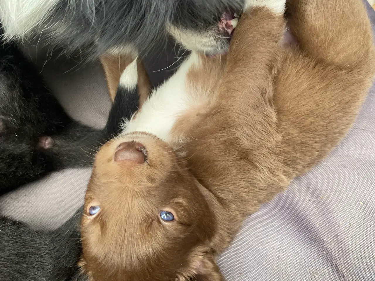 Billede 4 - Fantastiske Border Collie hvalpe med stamtavle 