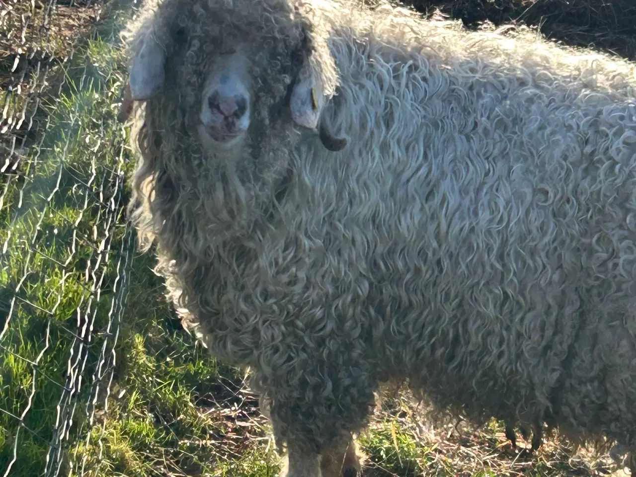 Billede 2 - Flot og stærk Mohairbuk