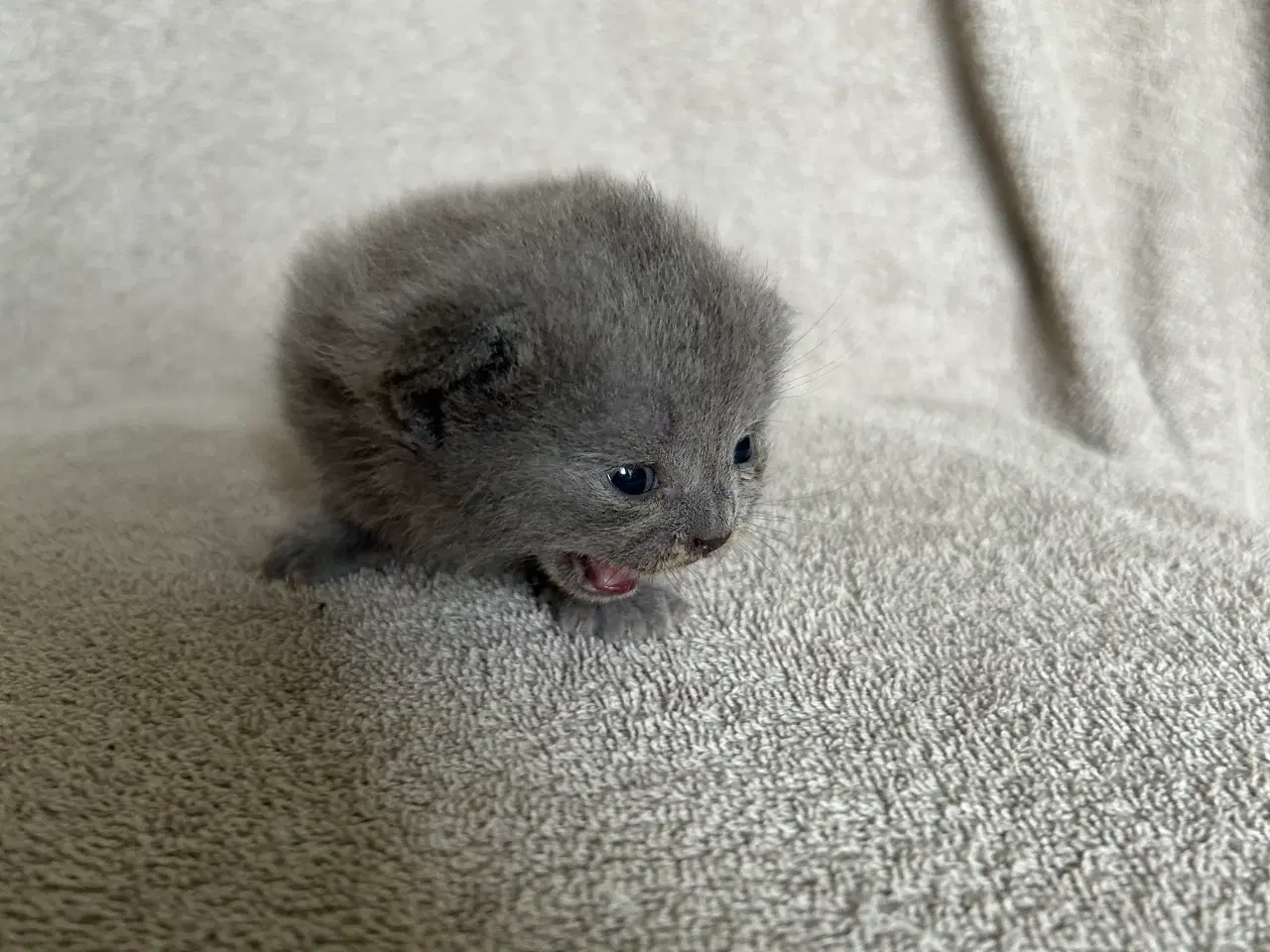 Billede 2 - British shorthair killinger sælges