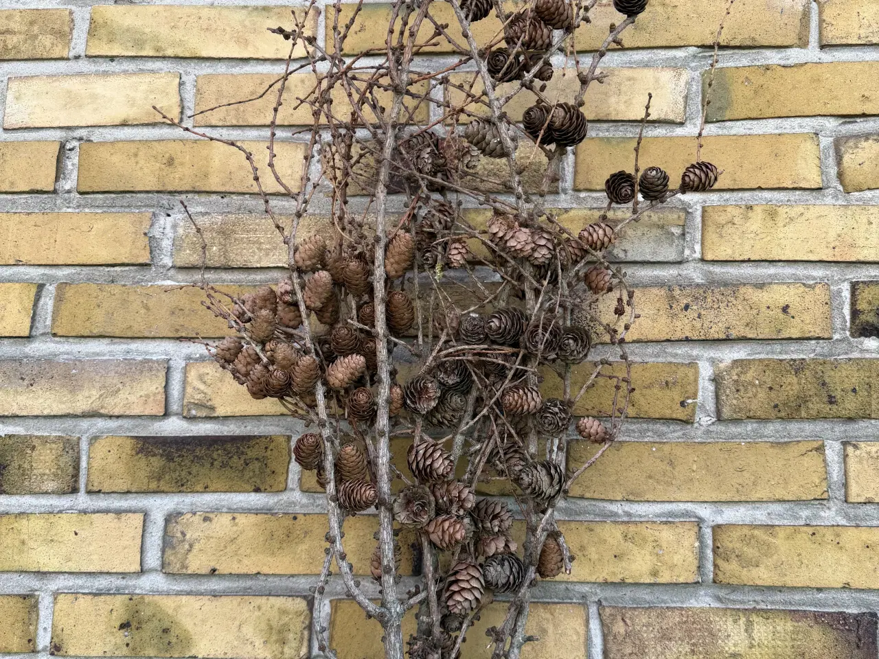 Billede 3 - Gran og Lærke grene i bundt 