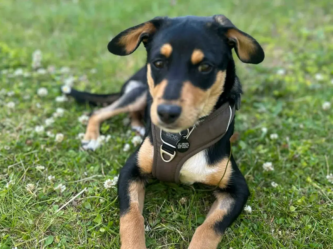 Billede 11 - Søde Charlie til omplacering