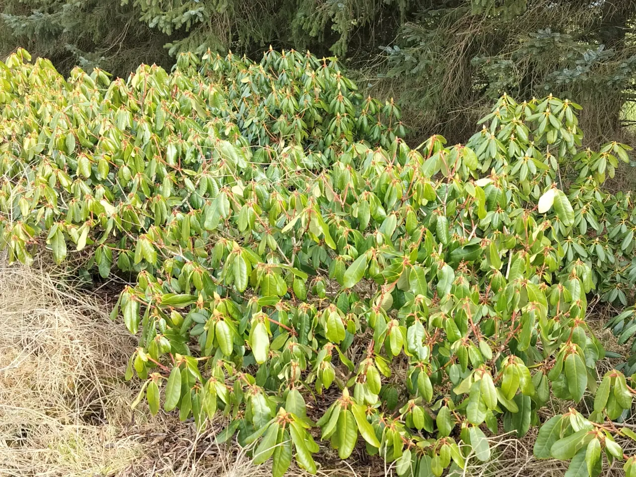 Billede 1 - Store Rhododendron planter