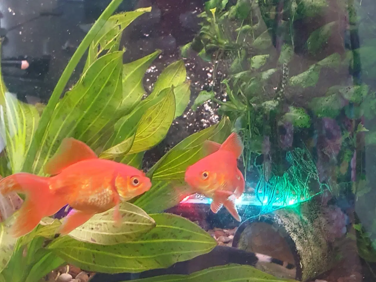 Billede 5 - Guldfisk orange, ca 8-9 cm med hale. 