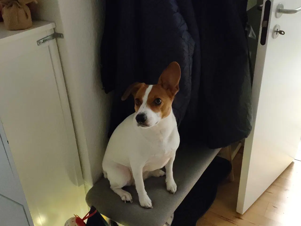 Billede 4 - Jack Russell