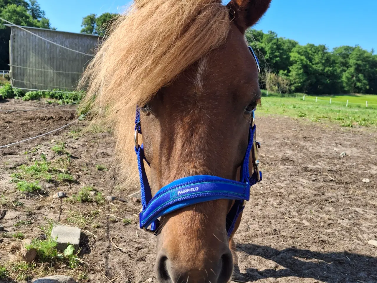 Billede 4 - Skøn pony vallak