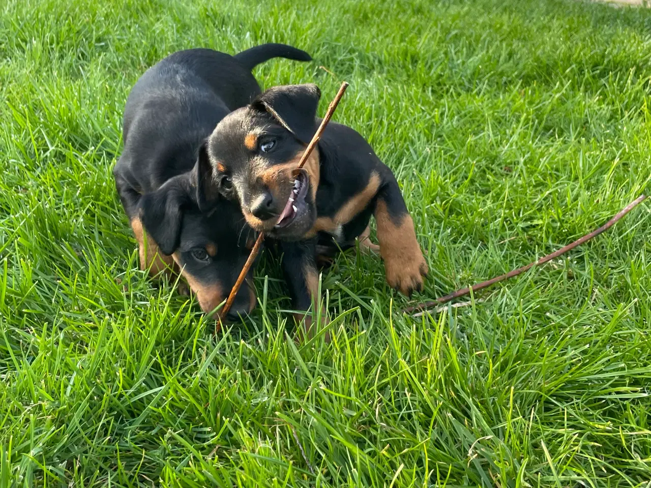 Billede 2 - Tysk jagtterrier hvalpe
