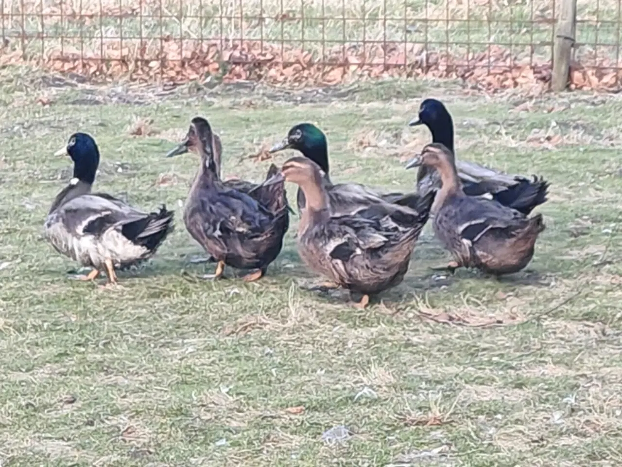 Billede 1 - Rouen ænder