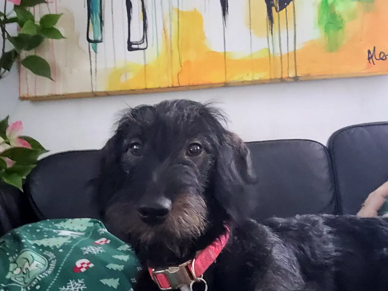 Billede 2 - Tæve 8 mdr gravhind/dansk svensk gårhund