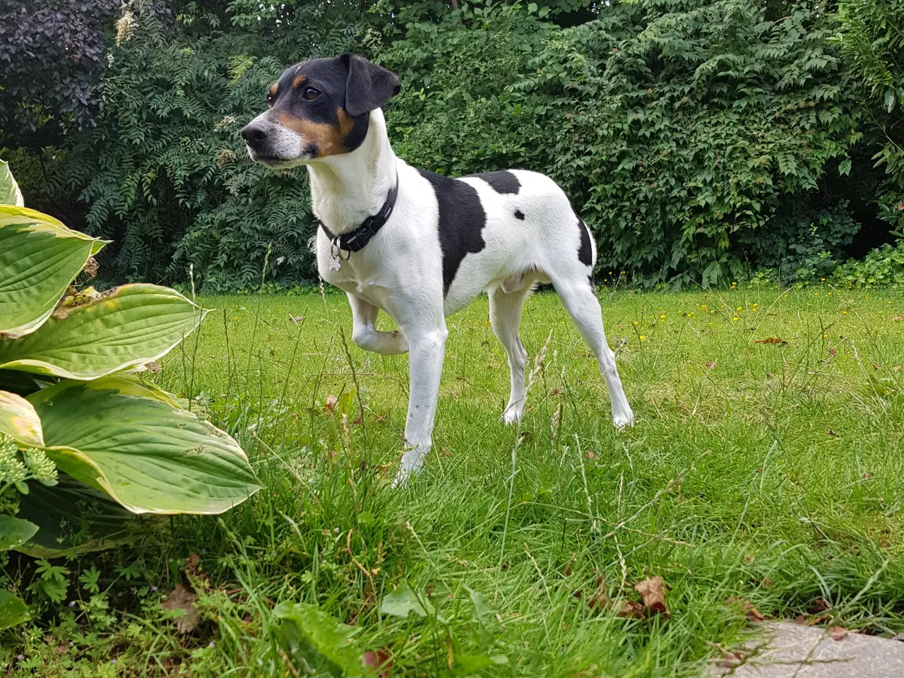 Billede 1 - Erfaren Dansk/Svensk Gårdhund tilbydes til avl