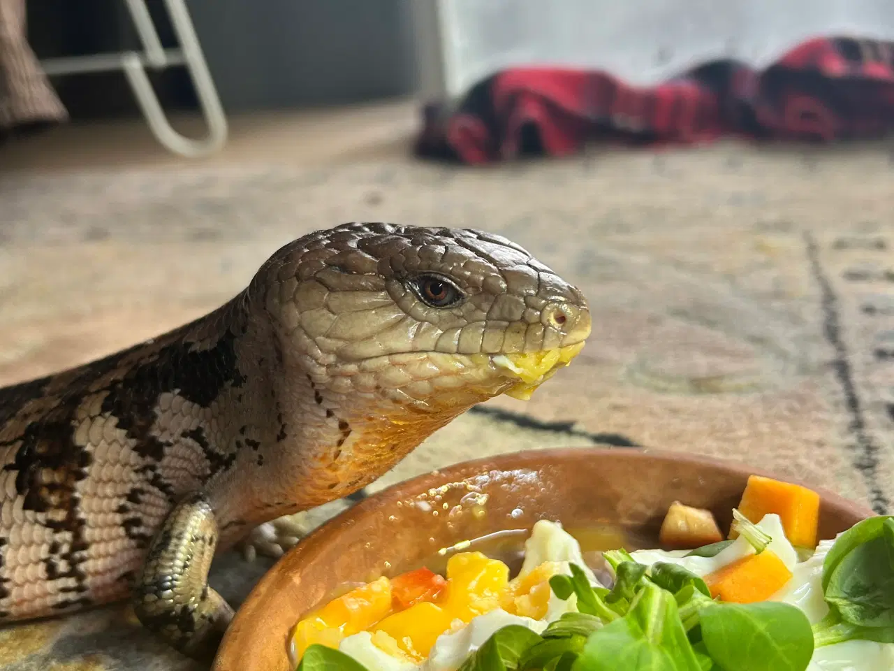 Billede 2 - Blåtunget Skink Tiliqua Gigas inkl terrarie 