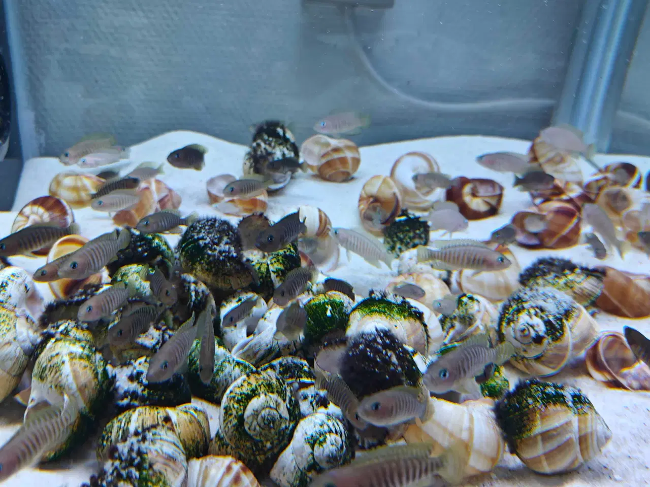 Billede 1 - Neolamprologus Multifasciatus