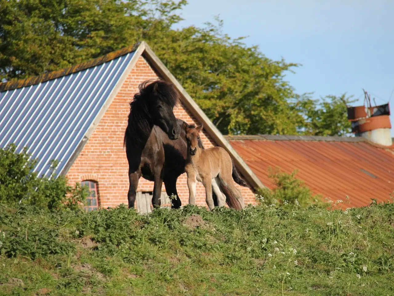 Billede 3 - Avl - Stævne eller Luksus ridehest <3