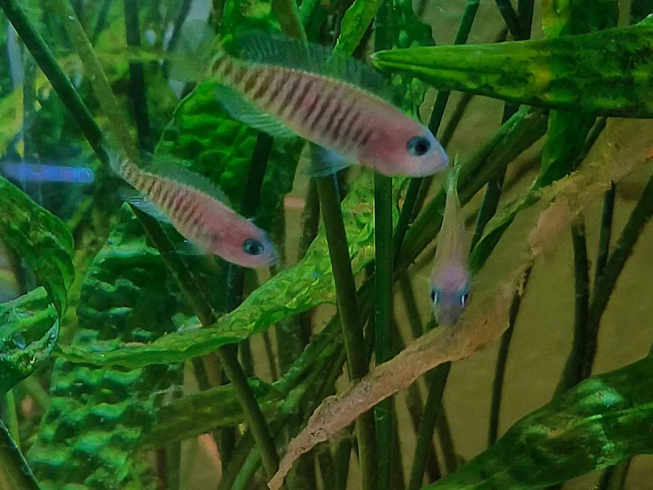 Billede 1 - Neolamprologus Multifasciatus cichlider