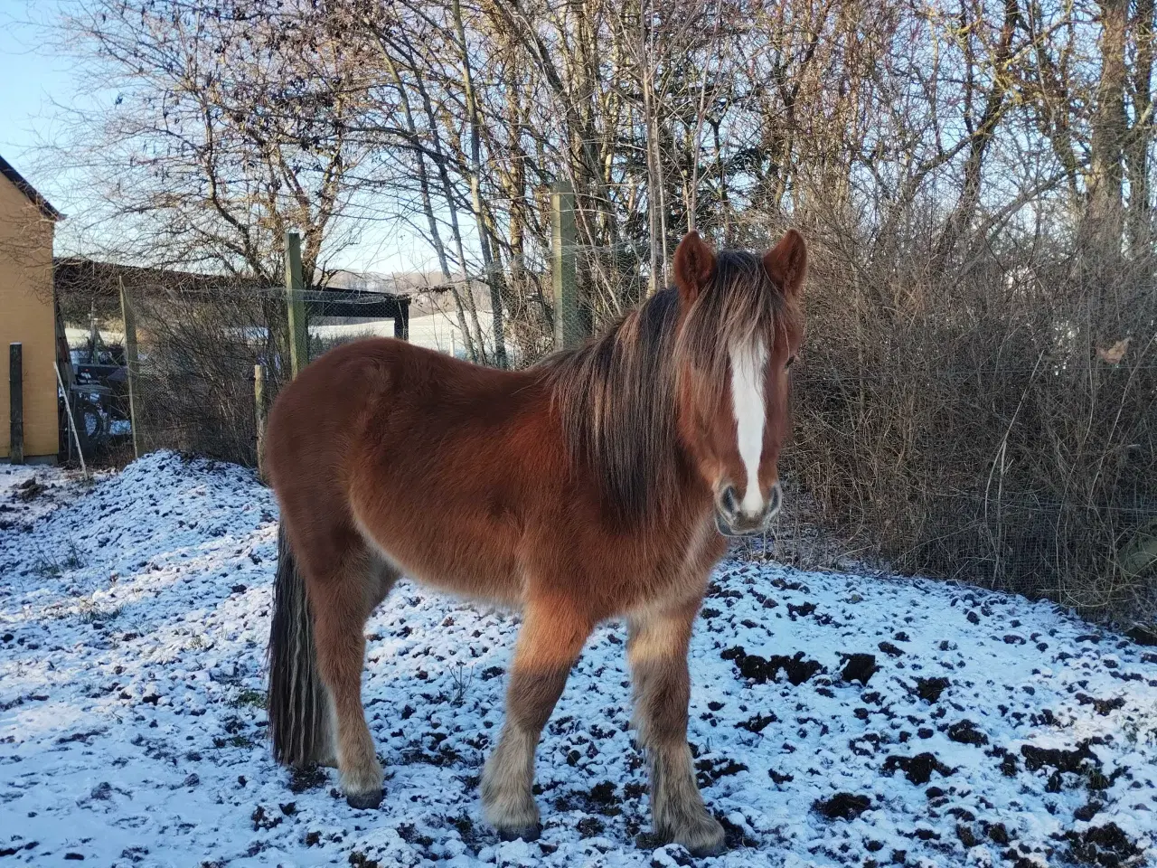 Billede 1 - Islænder/Tinker