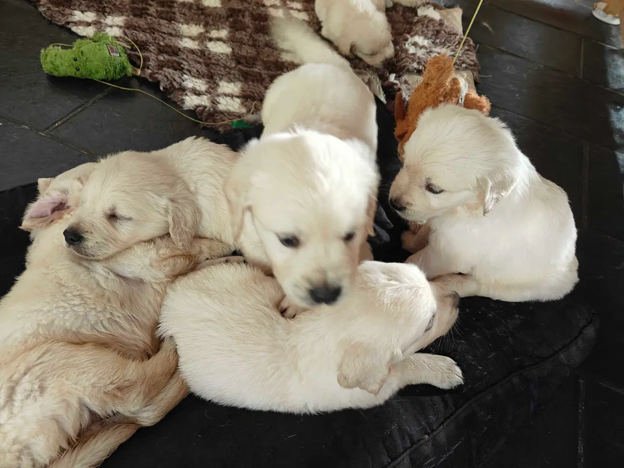 Billede 2 - Golden retriever han hvalpe 
